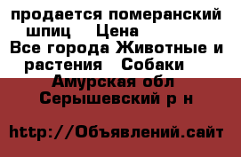 продается померанский шпиц  › Цена ­ 35 000 - Все города Животные и растения » Собаки   . Амурская обл.,Серышевский р-н